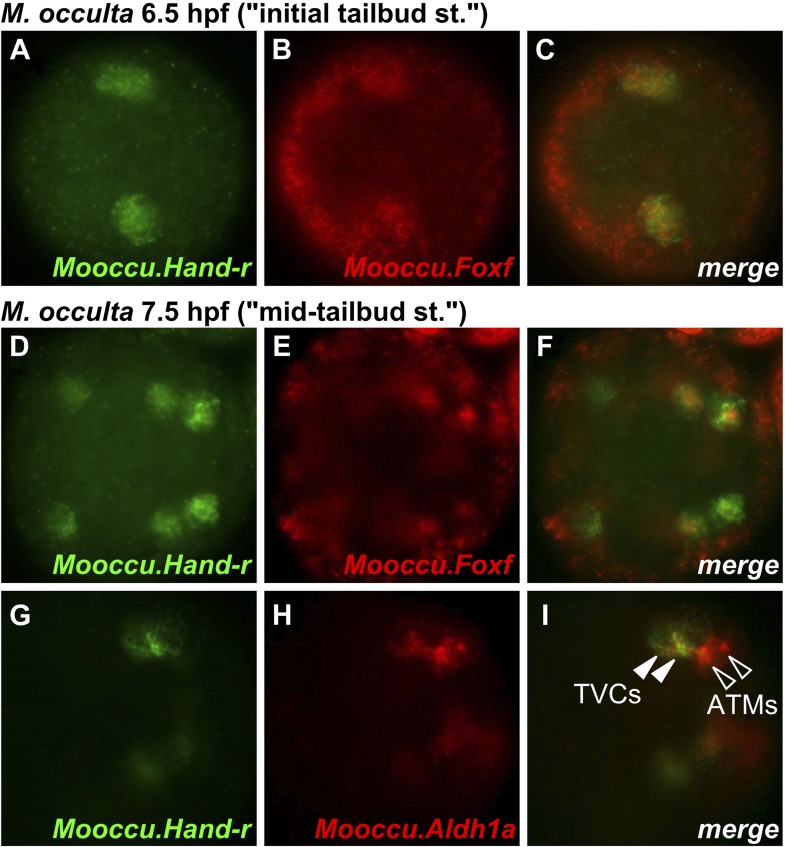 Figure 2—figure supplement 3.