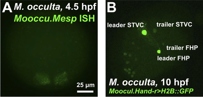 Figure 1—figure supplement 2.