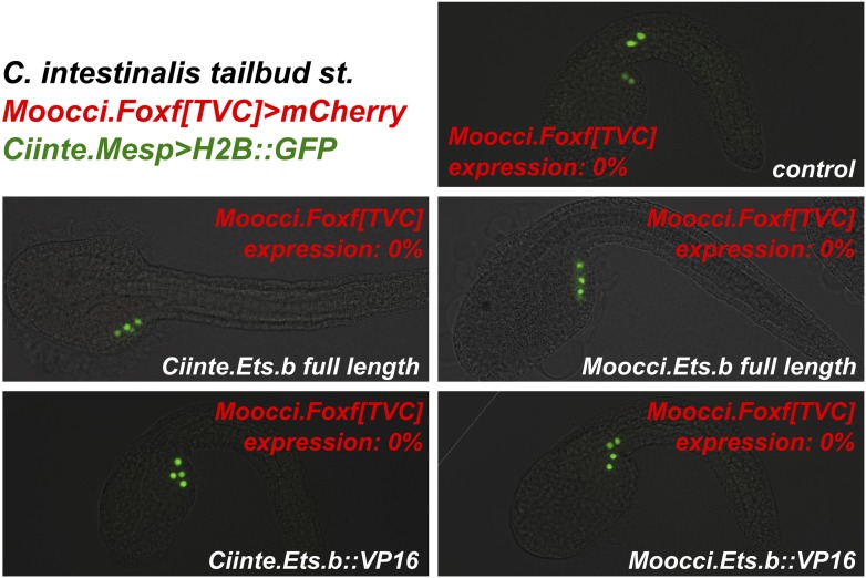 Figure 6—figure supplement 3.