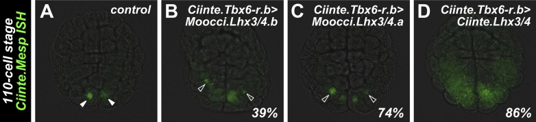 Figure 5—figure supplement 1.