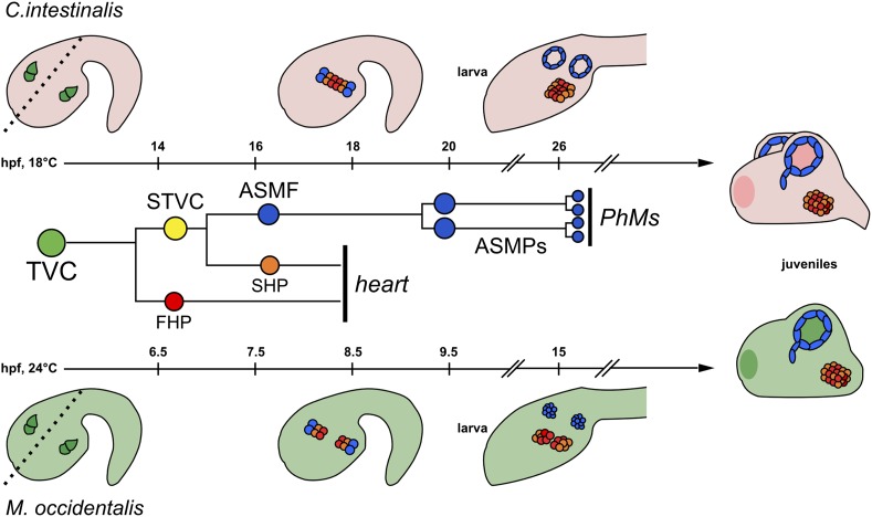 Figure 3—figure supplement 3.