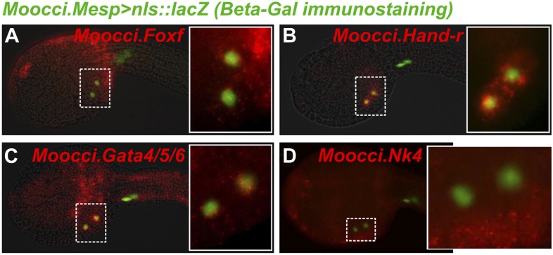 Figure 2—figure supplement 2.