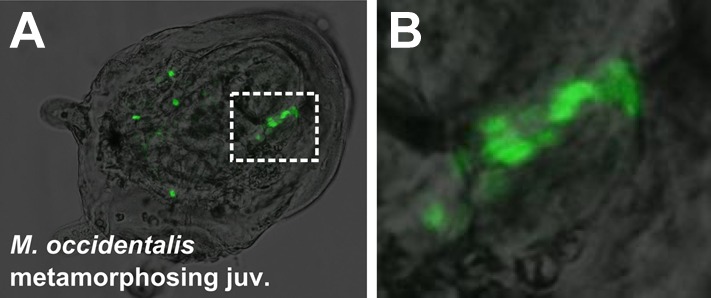 Figure 3—figure supplement 1.