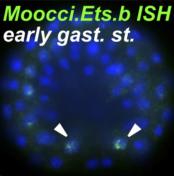 Figure 2—figure supplement 1.