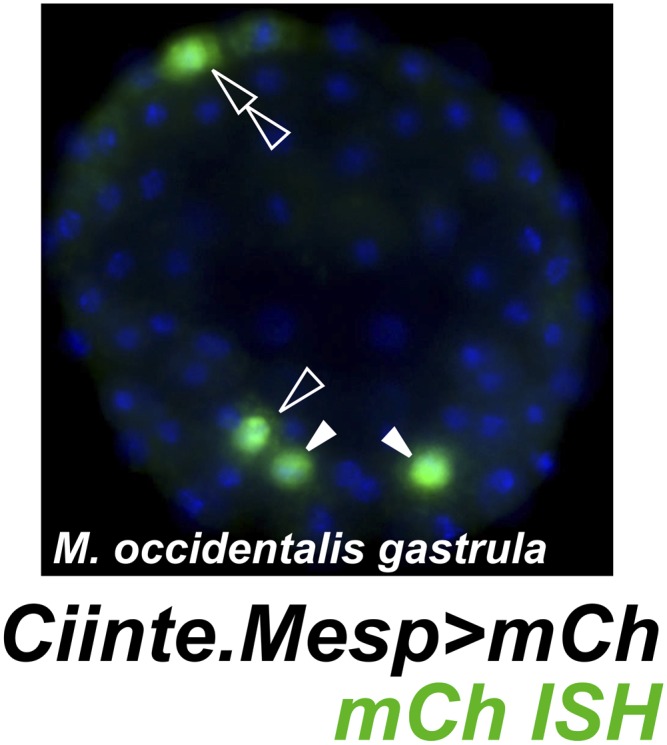 Figure 4—figure supplement 1.