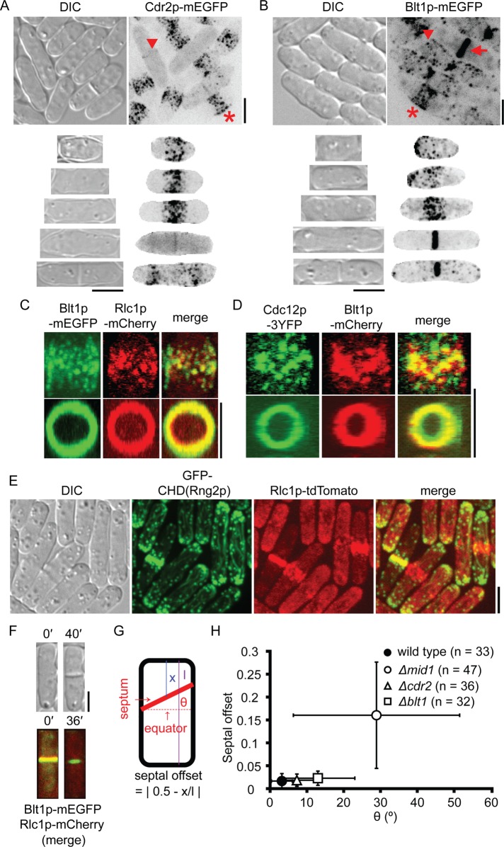 FIGURE 1: