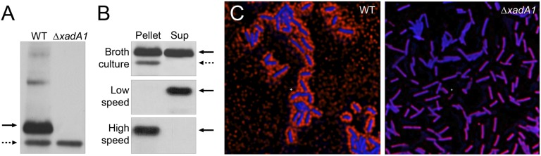 Fig. 2.