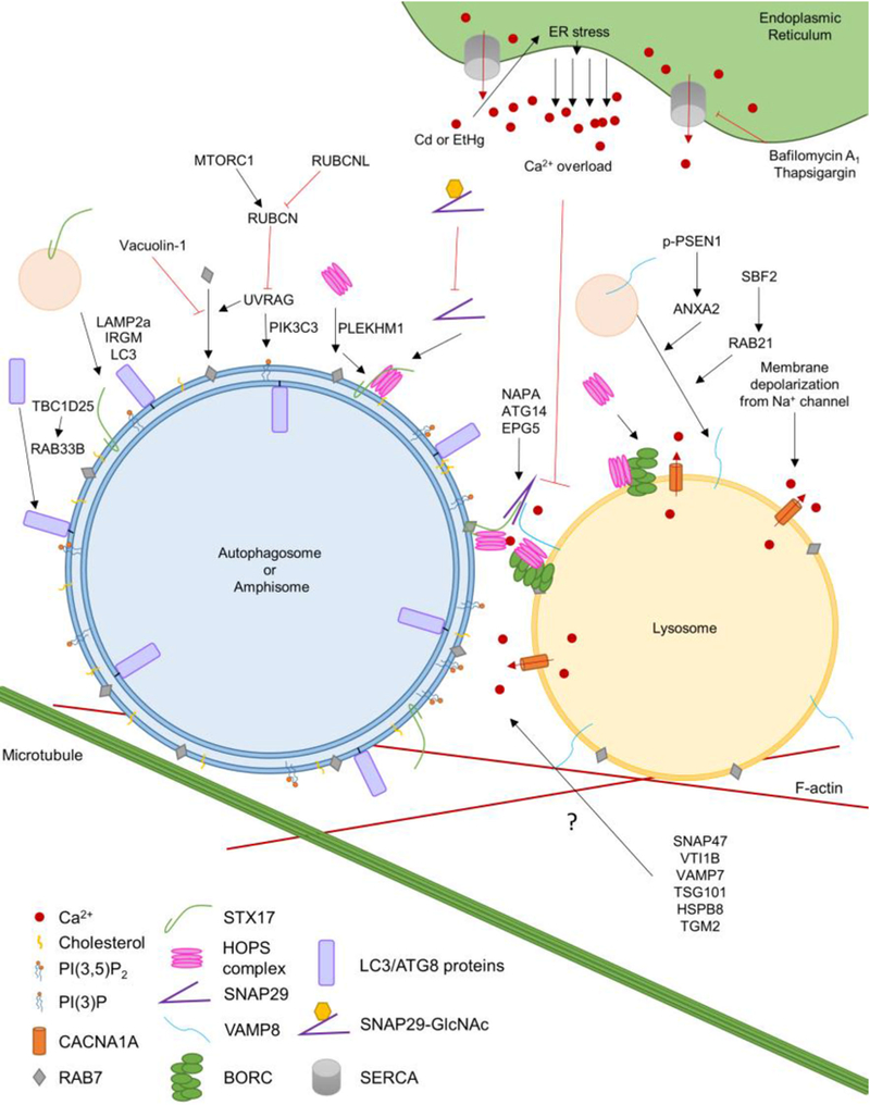 Figure 1,