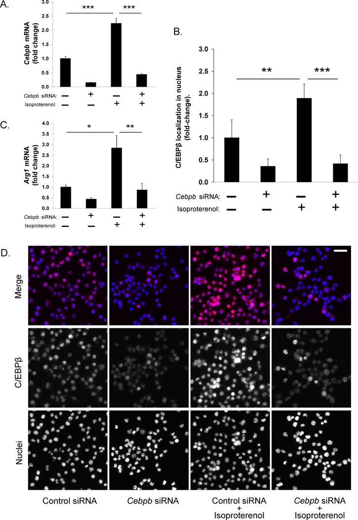 C/EBPβ regulates the M2 transcriptome in β-adrenergic-stimulated ...