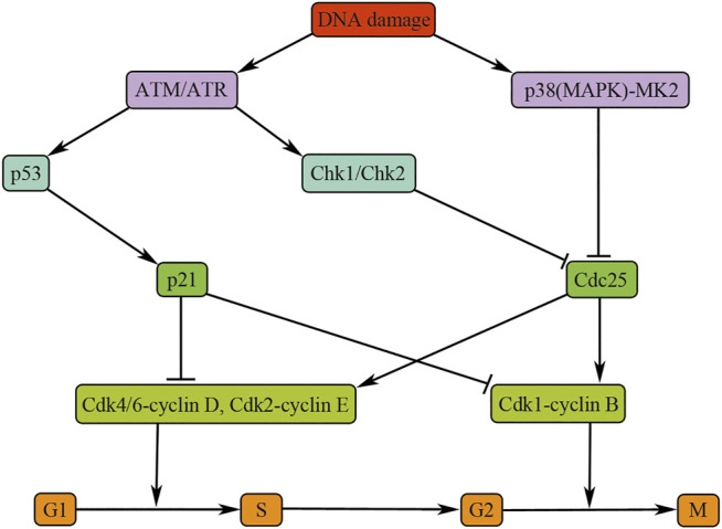 FIGURE 2