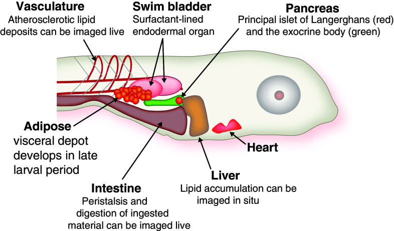 Fig. 1