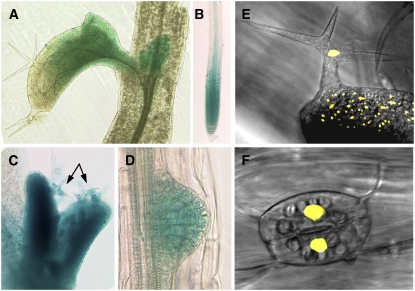 Figure 3.