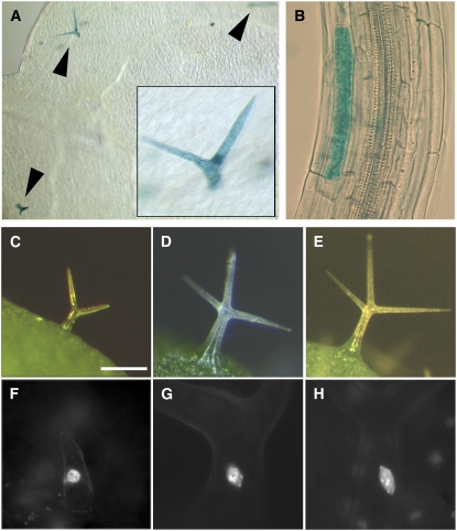 Figure 6.