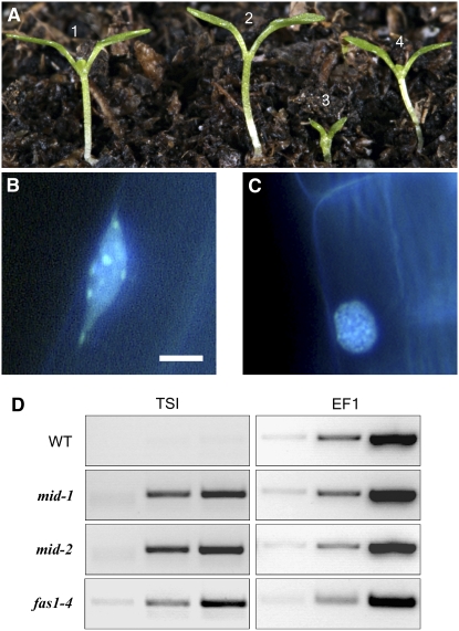 Figure 5.