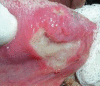 Figure 1a