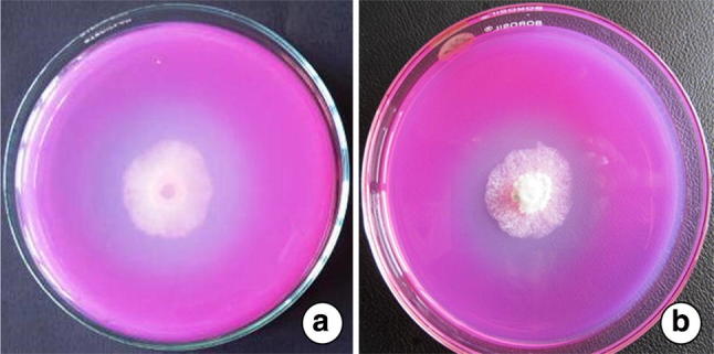 Fig. 3