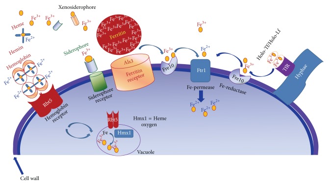 Figure 3