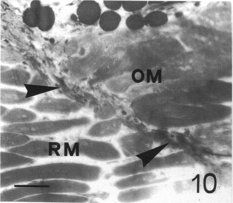 Fig. 10