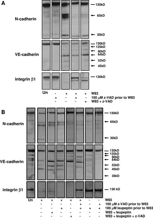 FIG. 5.