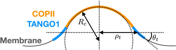 Appendix 1—figure 1.