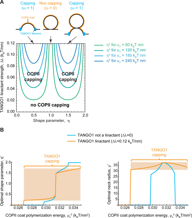 Figure 6—figure supplement 1.