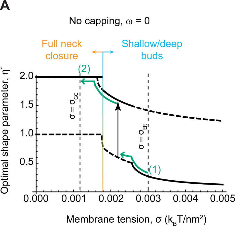 Figure 4—figure supplement 1.