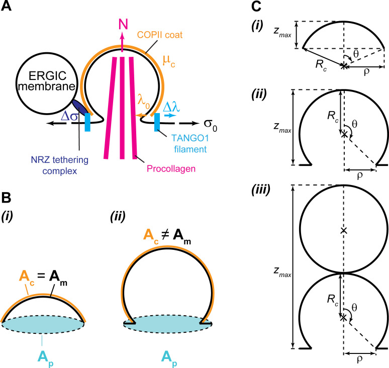 Appendix 2—figure 1.