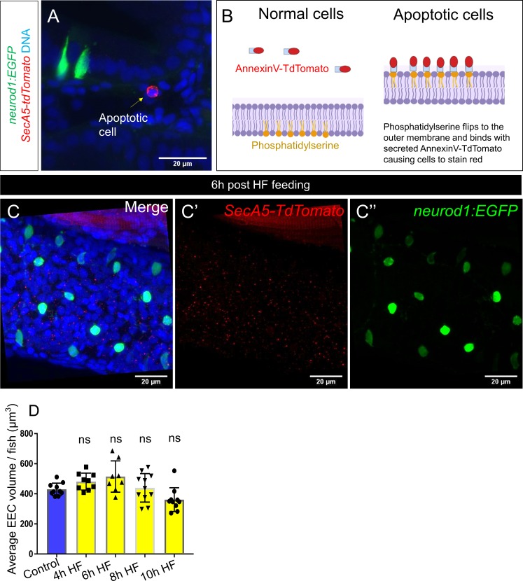 Figure 4—figure supplement 3.