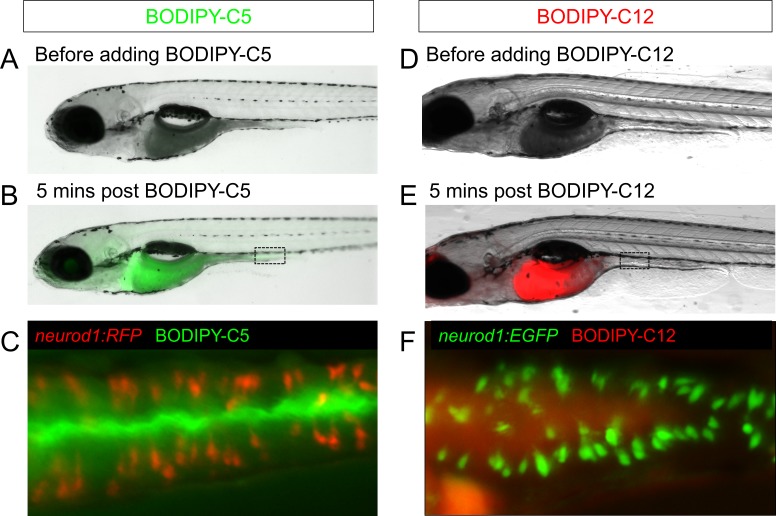 Figure 2—figure supplement 2.