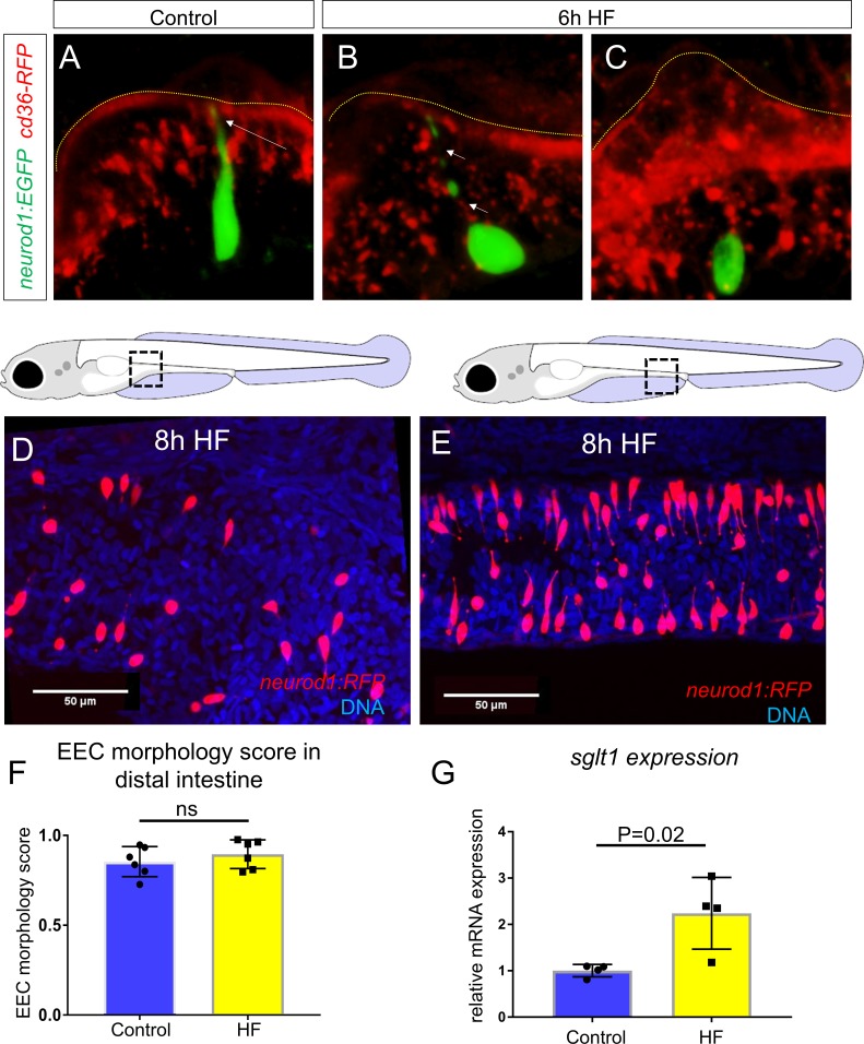 Figure 4—figure supplement 1.