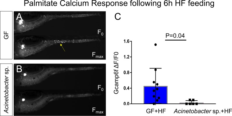 Figure 9—figure supplement 2.