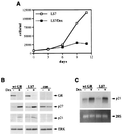 FIG. 7