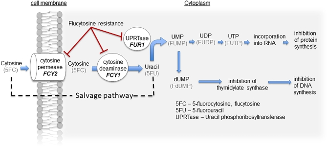 Figure 1.