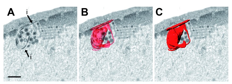 Figure 6. 