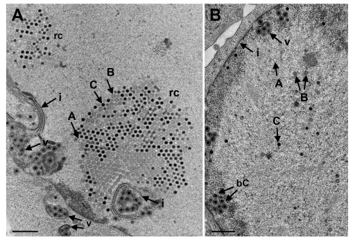 Figure 10. 