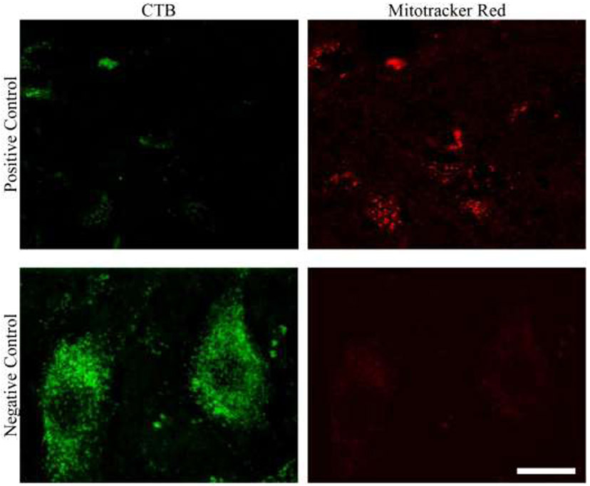 Figure 12: