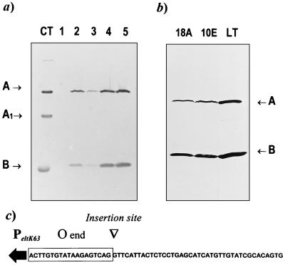 FIG. 1