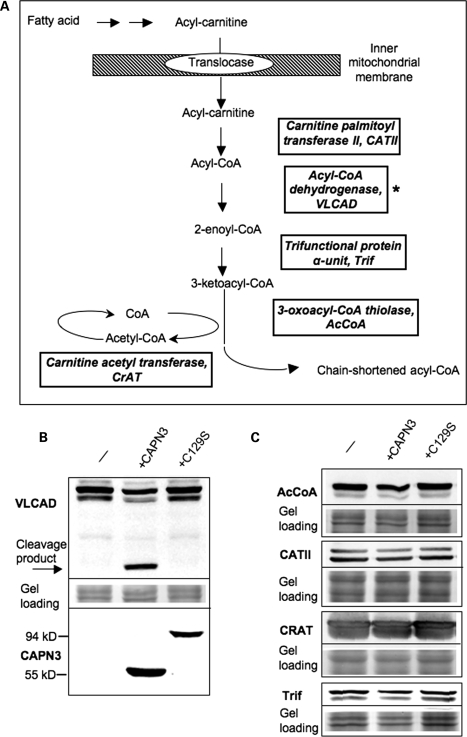 Figure 4.