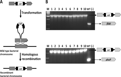 FIG. 1.