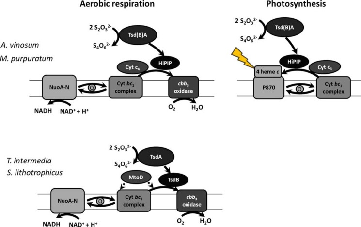 FIGURE 10.