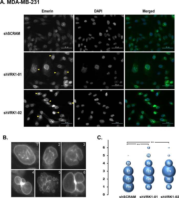 FIGURE 4: