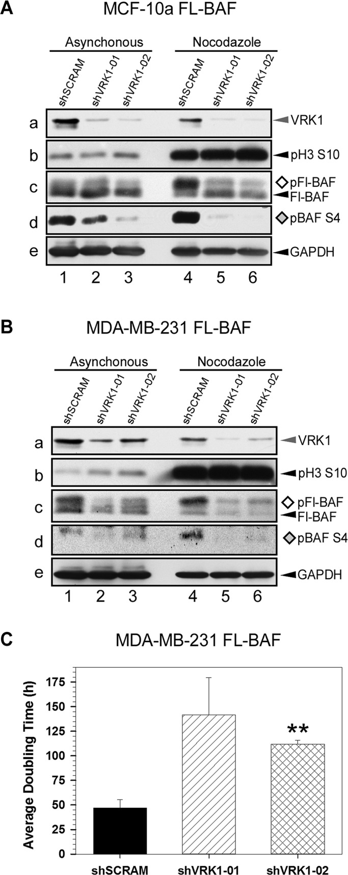 FIGURE 2: