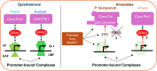 Graphical Abstract