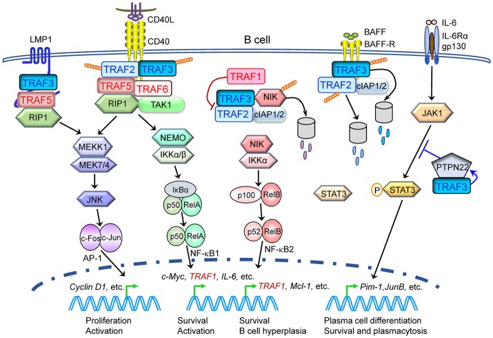 Figure 6