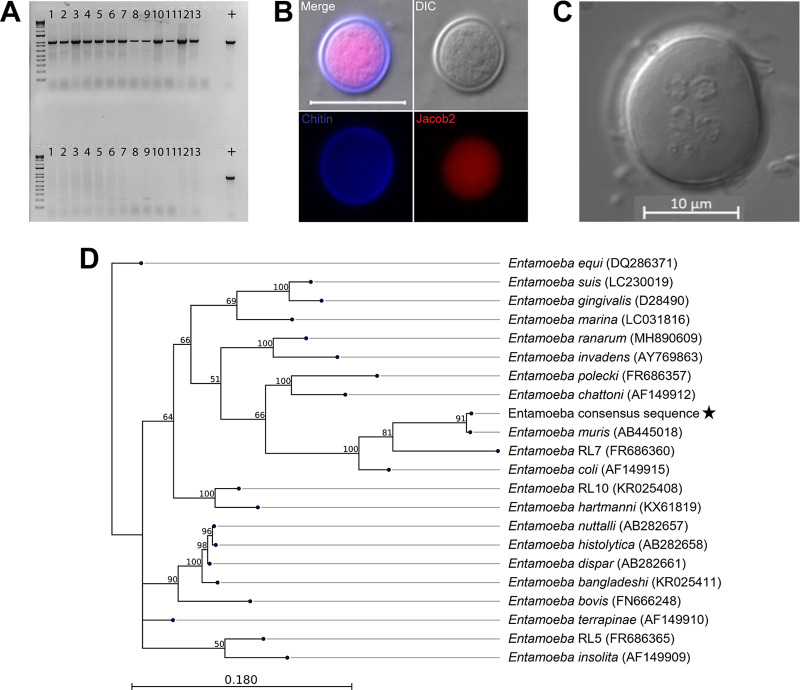 FIG 1