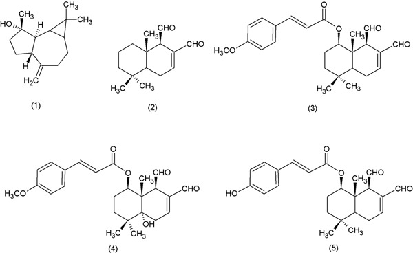 Compounds isolated from Drimys braziliensis. 1: spathulenol; 2: polygodial; 3: 1-β-(p-methoxycinnamoyl)-polygodial; 4: drimanial; 5: 1-β-(p-cumaroyloxyl)-polygodial.