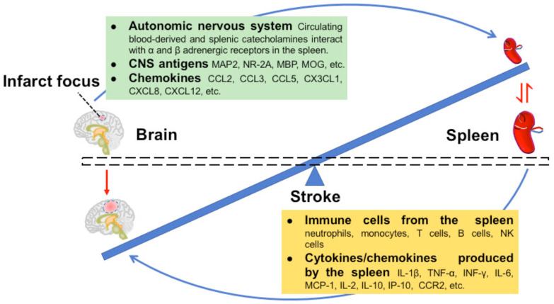 Fig. (1)