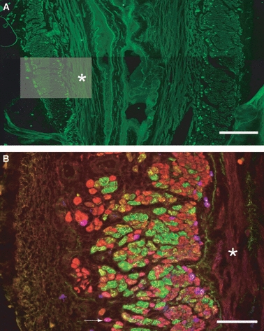 Fig. 8