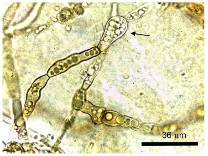 Physiological and Molecular Characterization of Cephaleuros virescens ...