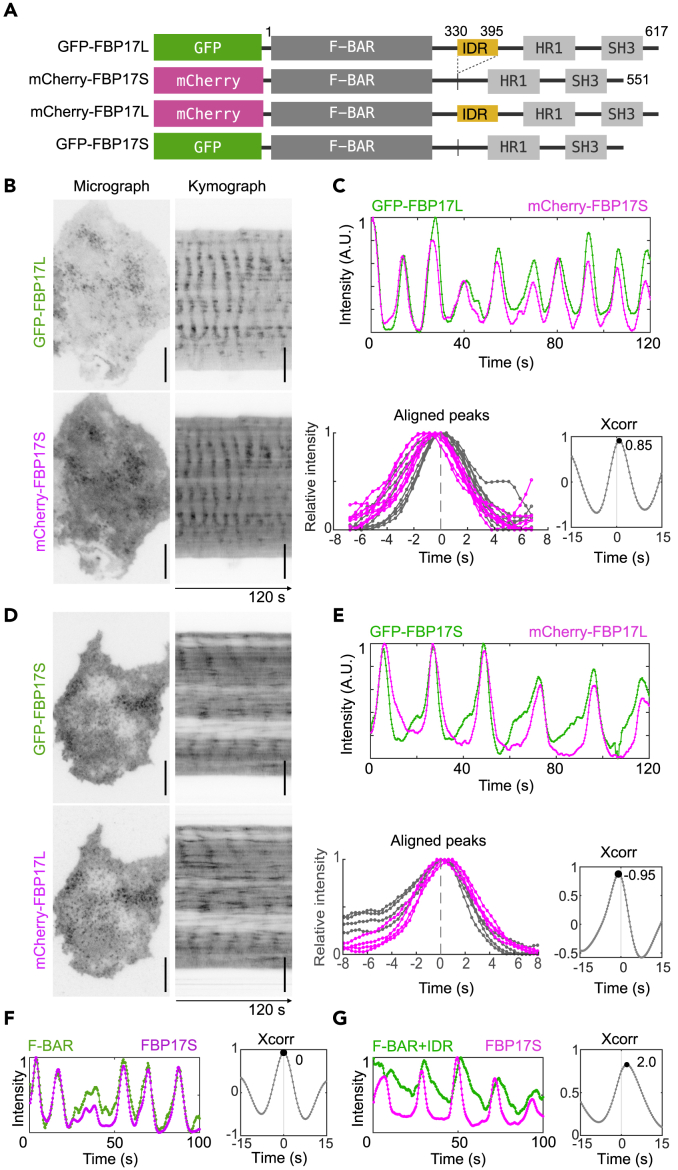 Figure 2